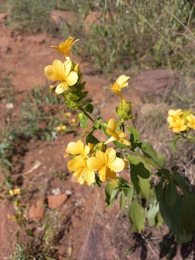Barleria crossandriformis, photographed by Kelly Abram