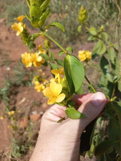Barleria crossandriformis, photographed by Kelly Abram