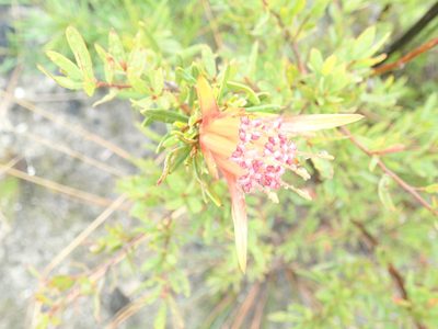 Lambertia formosa, photographed by Will Cornwell