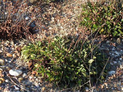 Tuberaria globulariifolia, photographed by Duarte Frade