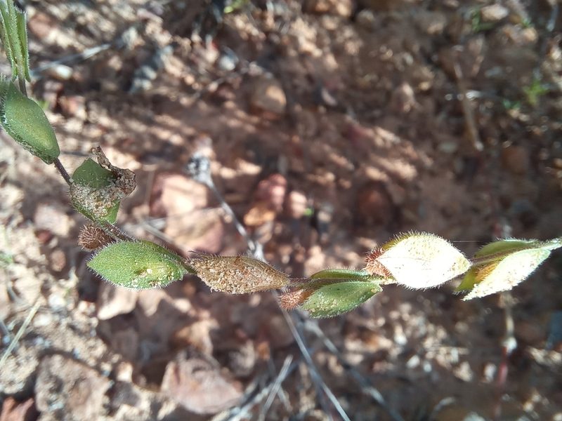 Zornia linearis, photographed by Kelly Abram