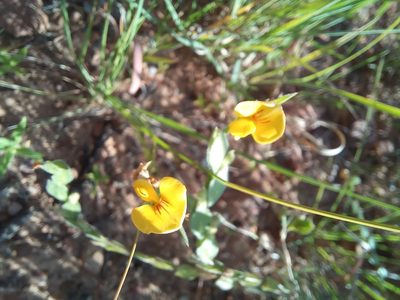 Zornia linearis, photographed by Kelly Abram