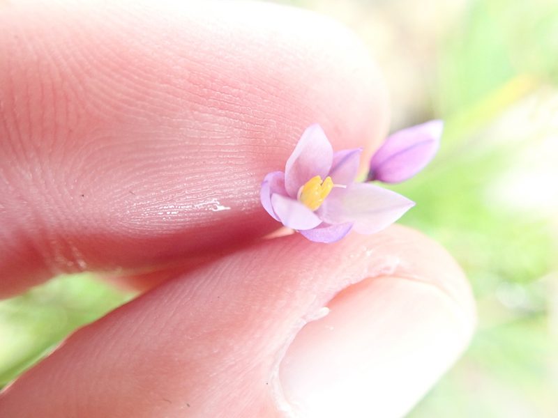Sowerbaea juncea, photographed by Will Cornwell