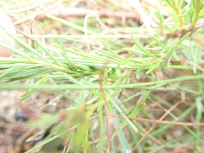 Platysace linearifolia, photographed by Will Cornwell