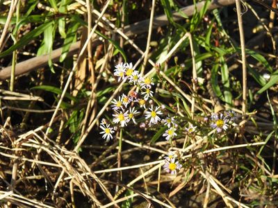 Tripolium pannonicum, photographed by Duarte Frade