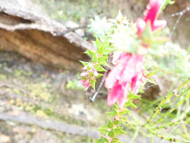 Epacris reclinata, photographed by Will Cornwell
