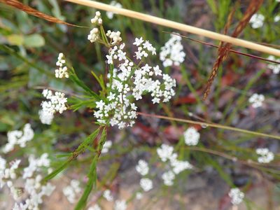 Platysace linearifolia, photographed by Will Cornwell