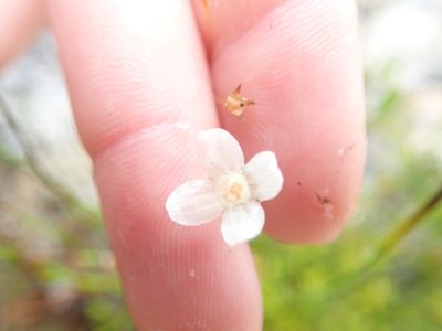 Mitrasacme polymorpha, photographed by Will Cornwell