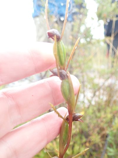 Orthoceras strictum, photographed by Will Cornwell