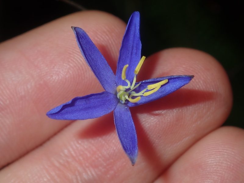 Thelionema caespitosum, photographed by Thomas Mesaglio