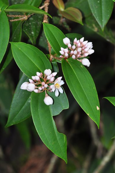 Medinilla venusta, photographed by Cheongweei Gan