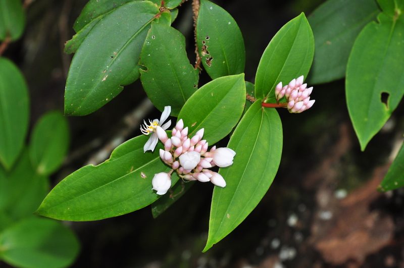 Medinilla venusta, photographed by Cheongweei Gan