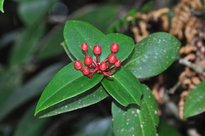 Medinilla venusta, photographed by Cheongweei Gan
