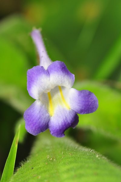 Codonoboea quinquevulnera, photographed by Cheongweei Gan