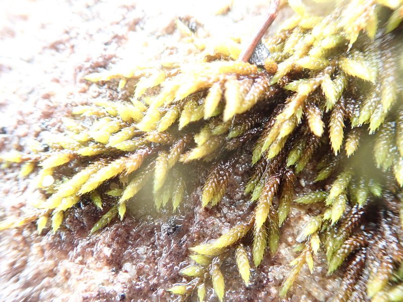 Rhacocarpus purpurascens, photographed by Will Cornwell