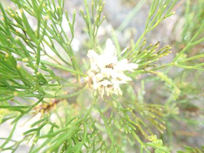 Petrophile pulchella, photographed by Will Cornwell