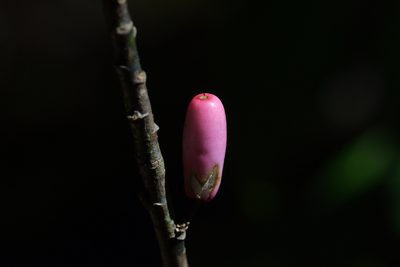 Alseuosmia pusilla, photographed by Christopher Stephens