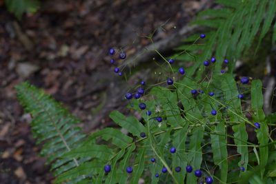Dianella nigra, photographed by Christopher Stephens