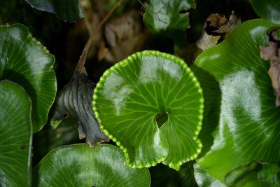 Hymenophyllum nephrophyllum, photographed by Christopher Stephens