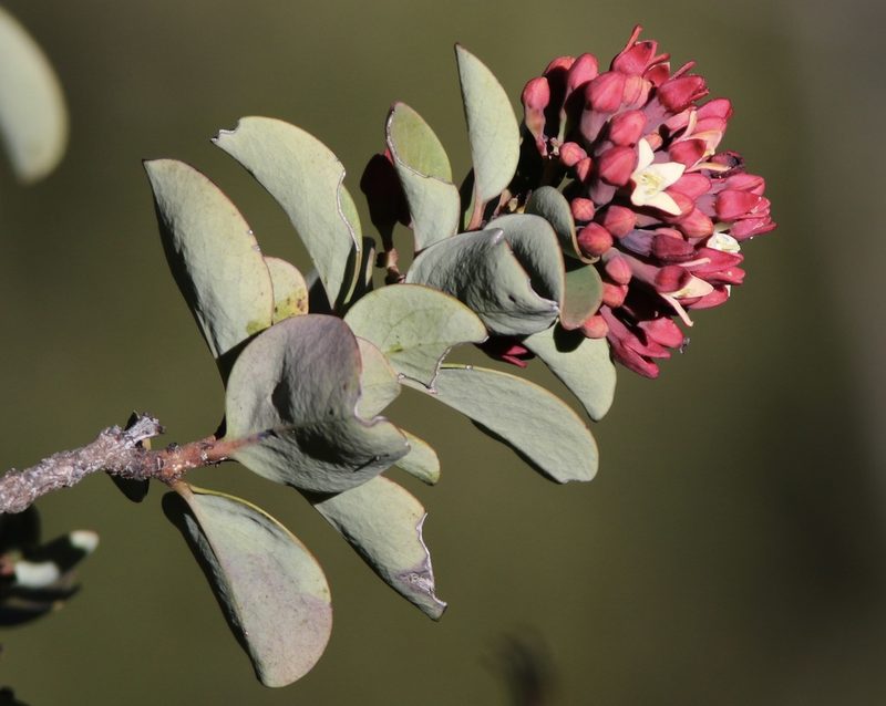 Santalum haleakalae, photographed by Cricket Raspet