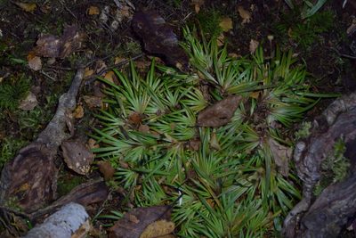 Libertia micrantha, photographed by Christopher Stephens