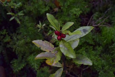 Alseuosmia pusilla, photographed by Christopher Stephens