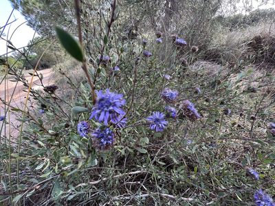 Globularia alypum, photographed by Arild Finne Nybø