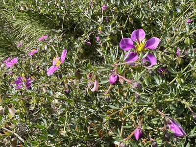 Zygophyllum creticum, photographed by Arild Finne Nybø