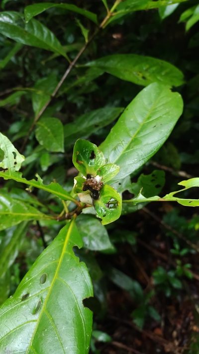 Carapichea galbaoensis, photographed by Guillaume Delaitre