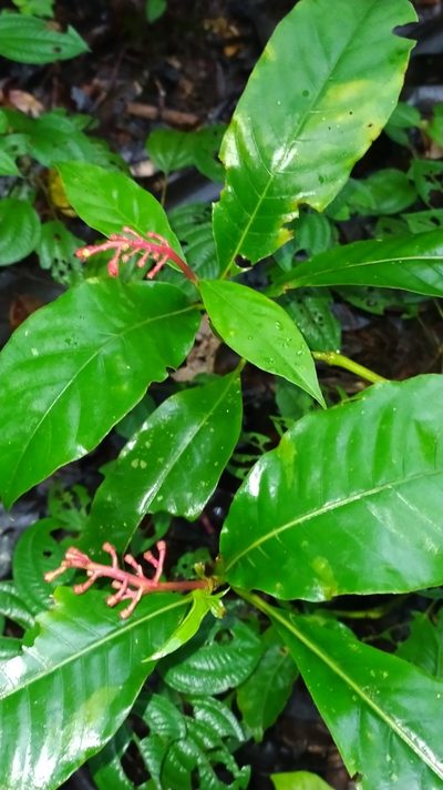 Palicourea calophylla, photographed by Guillaume Delaitre