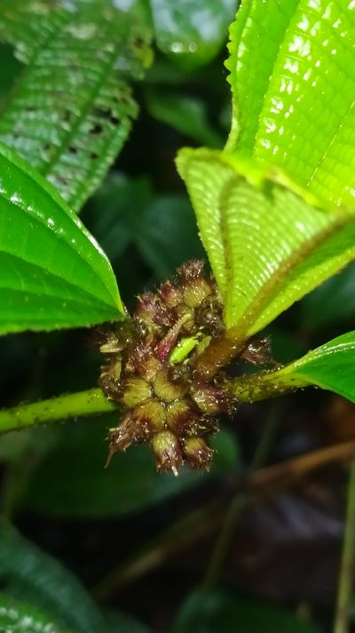 Miconia conglomerata, photographed by Guillaume Delaitre