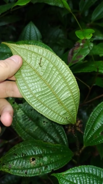Miconia conglomerata, photographed by Guillaume Delaitre