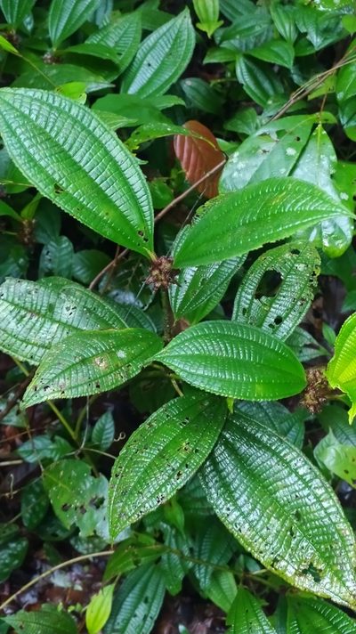 Miconia conglomerata, photographed by Guillaume Delaitre