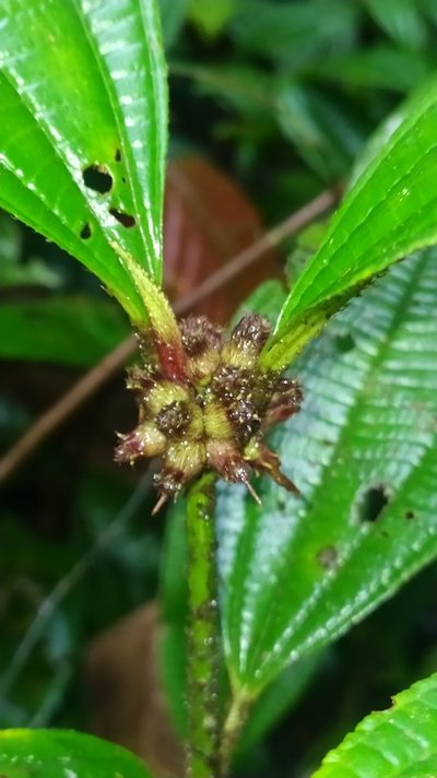 Miconia conglomerata, photographed by Guillaume Delaitre