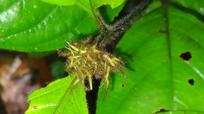 Palicourea glabra, photographed by Guillaume Delaitre