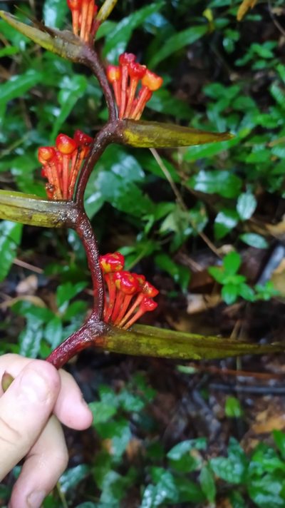 Heliconia richardiana, photographed by Guillaume Delaitre