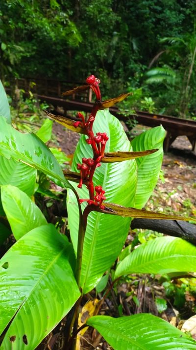Heliconia richardiana, photographed by Guillaume Delaitre