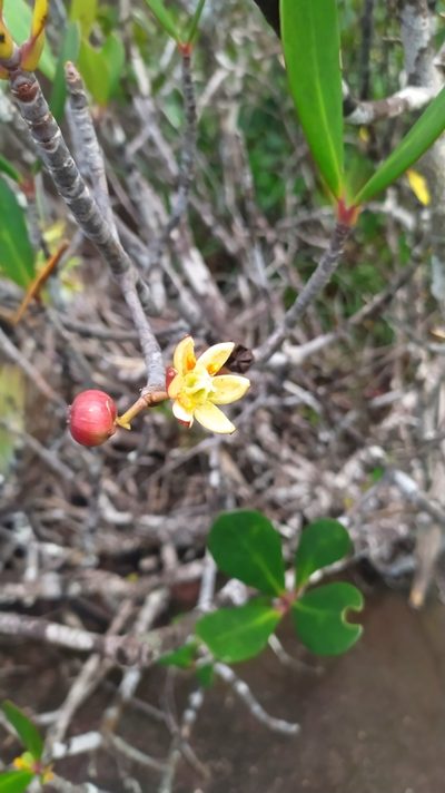 Clusia blattophila, photographed by Guillaume Delaitre