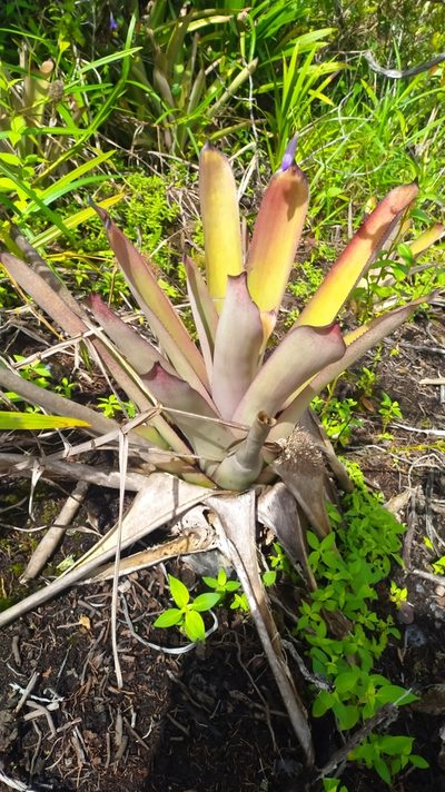 Aechmea aquilega, photographed by Guillaume Delaitre