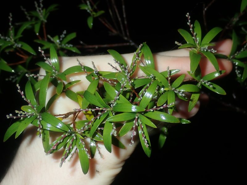 Leucopogon affinis, photographed by Thomas Mesaglio