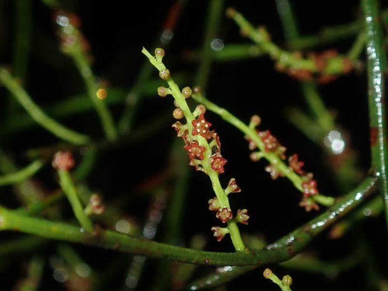 Leptomeria acida, photographed by Thomas Mesaglio