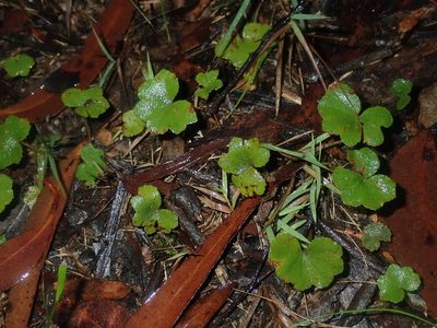 Hydrocotyle hirta, photographed by Thomas Mesaglio