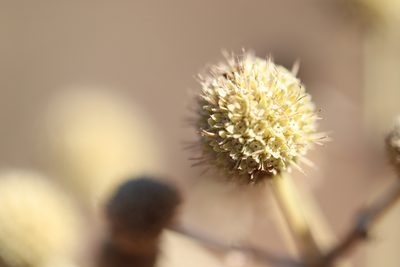 Eryngium paniculatum, photographed by Steven Bodzin