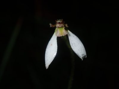 Eriochilus cucullatus, photographed by Thomas Mesaglio