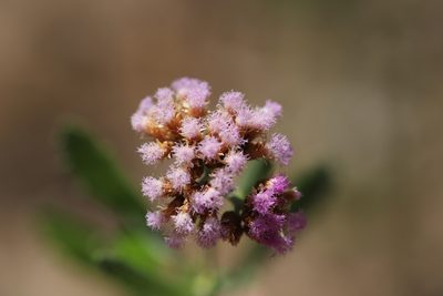 Tessaria absinthioides, photographed by Steven Bodzin