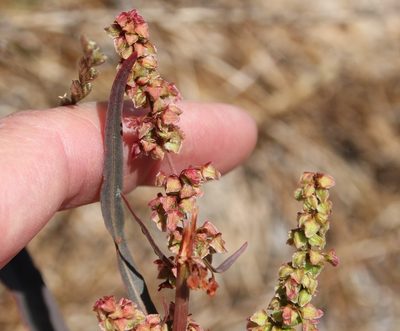 Rumex californicus, photographed by Millie Basden