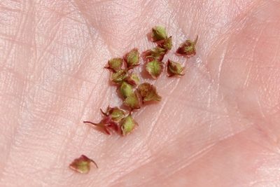 Rumex californicus, photographed by Millie Basden