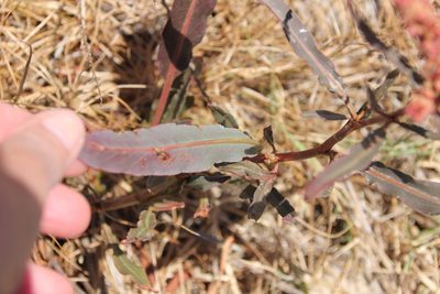Rumex californicus, photographed by Millie Basden