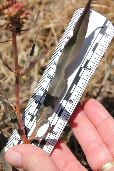 Rumex californicus, photographed by Millie Basden