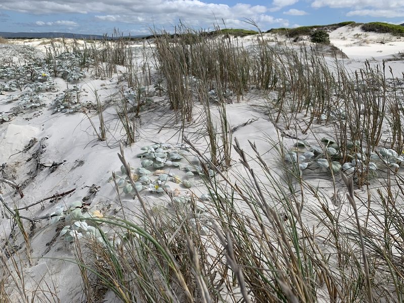 Thinopyrum distichum, photographed by Dave Richardson